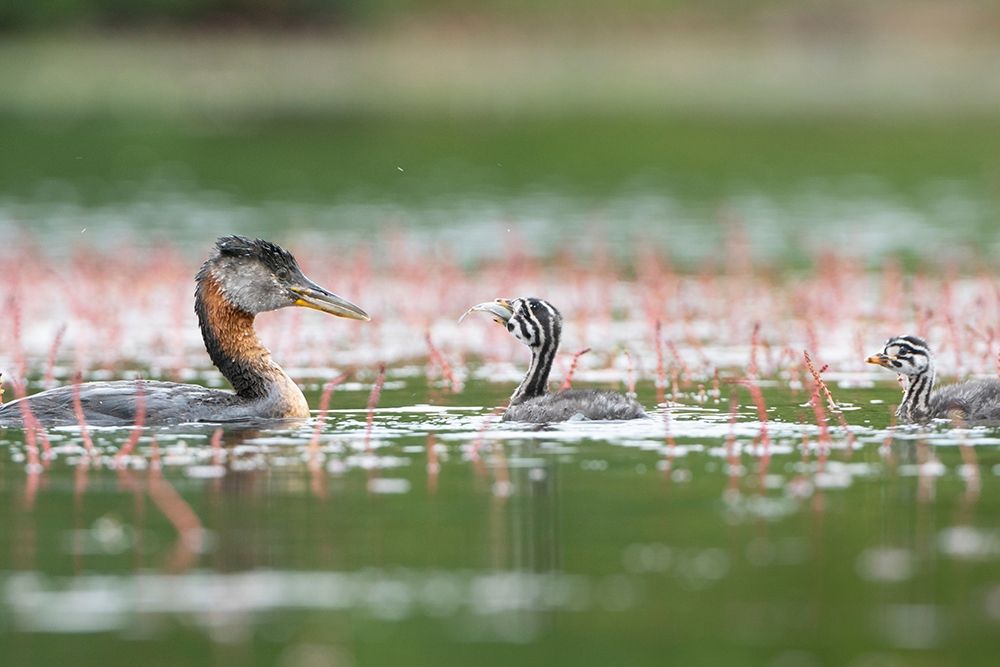 Washington State A Red-necked Grebe parent feeds fish to a chick on a lake in Okanogan County